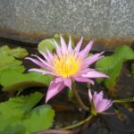 Fotos de Tailandia 12 Flor de loto