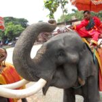 Fotos de Tailandia 4 Elefante tailandés